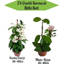 Bitkim Sende 2'li Set Kızılay Çiçeği+ Mum ( Hoya) Çiçeği