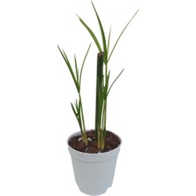 Bitkim Sende Mini Japon Şemsiyesi (5-10 Cm)1 Adet Saksılı Salon Bitkisi