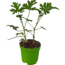 Bitkim Sende Mini Itır Çiçeği (5-10 Cm)1 Adet Saksılı Iç/ Dış Mekan Bitkisi