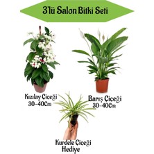 Bitkim Sende Kızılay Çiçeği+ Barış Çiçeği+ Hediyelik Mini Kurdele
