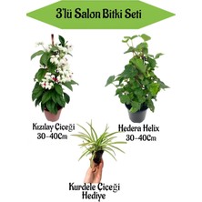 Bitkim Sende Kızılay Çiçeği+ Hedera Helix+ Hediyelik Mini Kurdele Çiçeği