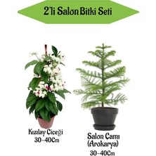 Bitkim Sende 2'li Set Kızılay Çiçeği+ Salon Çamı Bitkisi ( Arokarya)