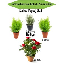 Serada Decor Plant Bahçe Seti 2 Adet Limoni Servi Fidanı+ 1 Adet Kırmzı Gül Fidanı+  Biberiye