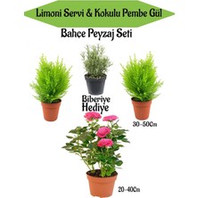 Serada Decor Plant Bahçe Peyzaj Seti 2 Adet Limoni Servi Fidanı+1 Adet Pembe Gül+  Biberiye