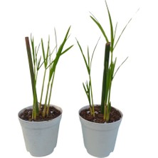 Bitkim Sende Mini Japon Şemsiyesi (5-10 Cm)2 Adet Saksılı Salon Bitkisi