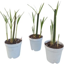 Bitkim Sende Mini Japon Şemsiyesi (5-10 Cm) 3 Adet Saksılı Salon Bitkisi
