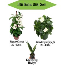 Bitkim Sende Kızılay Çiçeği+ Beyaz Gardenya+ Hediyelik Kılıç Bitkisi