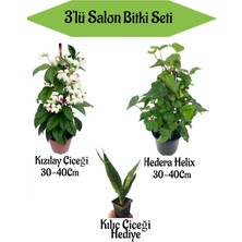 Bitkim Sende Kızılay Çiçeği+ Hedera Helix+ Hediyelik Kılıç Bitkisi