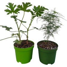 Bitkim Sende 2'li Set Mini Itır+ Mini Tül (5-10 Cm) Saksılı Iç/ Dış Mekan Bitkileri