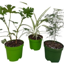 Bitkim Sende 3'lü Set Mini Itır+ Mini Kurdele+ Mini Tül (5-10 Cm) Iç/ Dış Mekan Bitkileri