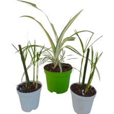 Bitkim Sende 3'lü Set 2 Adet Mini Japon Şemsiyesi+1 Adet Mini Kurdele Bitkisi (5-10 Cm)