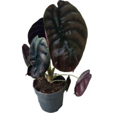 Betonish Alocasia Cuprea (Fil Kulağı)