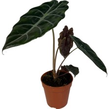 Betonish Alocasia Chantrieri (Fil Kulağı)