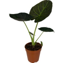 Betonish Alocasia 'Regal Shield' (Fil Kulağı)