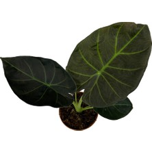 Betonish Alocasia 'Regal Shield' (Fil Kulağı)