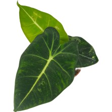 Betonish Alocasia Frydek (Fil Kulağı)