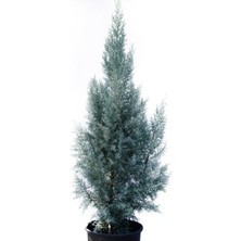 Biorganix Cupressus Arizonica Mavi Servi Selvi Fidanı 15-25 cm