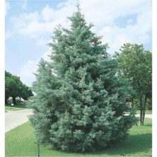 Biorganix Cupressus Arizonica Mavi Servi Selvi Fidanı 15-25 cm