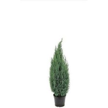 Biorganix Cupressus Arizonica Mavi Servi Selvi Fidanı 15-25 cm