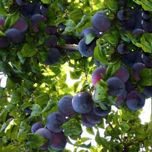 Reyon Bahçe 4 Yaş, Aşılı Angeleno Erik Fidanı, Torbada