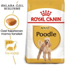 Royal Canin Poodle Adult Yetişkin Köpek Maması 3 Kg