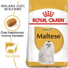 Royal Canin Maltese Bichon Maltais Köpek Maması 1.5 Kg