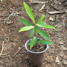 Reyon Bahçe Tropik Tür Rose Apple Meyve Fidanı Özellikleri