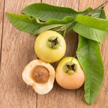 Reyon Bahçe Tropik Tür Rose Apple Meyve Fidanı Özellikleri