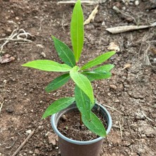 Reyon Bahçe Tropik Tür Rose Apple Meyve Fidanı Özellikleri