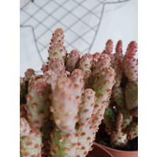 Berceste Peyzaj Pink Opuntia Rufida Minima