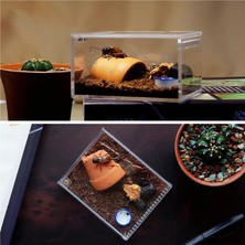 Pengfu Shop Yatay Stil Akrilik Teraryum Sürüngen Böcek Tarantula Muhafaza Tankı Salyangoz Örümcek Habitat Omurgasızlar Yetiştiriciliği Besleme Kutusu, 4 "x3.2" X2.4" (Yurt Dışından)