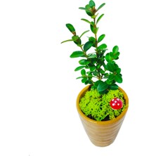 Çiçek Seli Seramik Saksıda Şimşir Buxus Bonsai & Canlı Bitki Çiçek Dayanıklı Bitki Dekoratif Çiçek