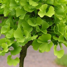 Yavuz Fidancılık Ginkgo Biloba Fidanı 1 Yaş