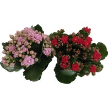 Armenbotanik Iki Adet Kalanchoe - Kalanşo Çiçeği