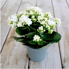 Fidan Marketi Kalanchoe - Beyaz Kırmızı Turuncu Sarı Kalanşo 20-25 cm 4 Adet