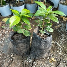 Berke Fidancılık Sınırlı Sayıda Arabica Kahve Fidanı (Tüplü, Büyük Boy)