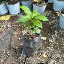 Berke Fidancılık Sınırlı Sayıda Arabica Kahve Fidanı (Tüplü, Büyük Boy)