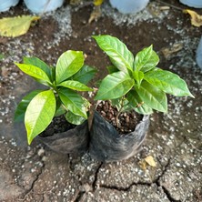 Reyon Bahçe Küçük Boy Tüplü Arabica Kahve Fidanı (Sınırlı Sayıda)