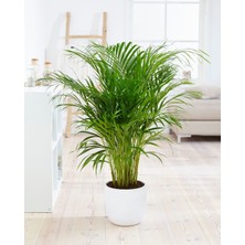 Gold Lotus Areka Palmiyesi - Areca Palm 90-100 cm