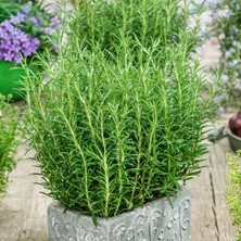 e-fidancim Saksılık Aromatik Britania Compact Biberiye Fidesi (1 Adet Fide)