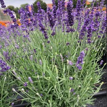 e-fidancim Nadir Aromatik Lavandula Angustifolia Impre Lavanta Fidesi (1 Adet)