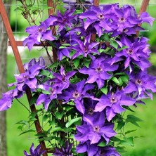 e-fidancim Clematis President Ormans Asması Çiçeği Fidanı Iri Çiçekli Ithal