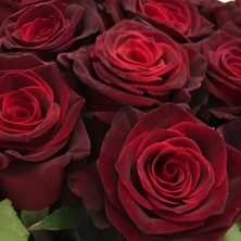 e-fidancim Tüplü Kadife Bordo Esmeray Yediveren Gül Fidanı