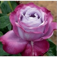 e-fidancim Tüplü Kokulu Blue River Yediveren Mor Gül Fidanı