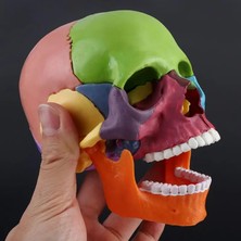 GongtuShop Et 4d Demonte Renkli Kafatası Anatomik Modeli Ayrılabilir Öğretim Aracı (Yurt Dışından)