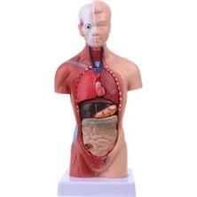 GongtuShop Insan Torso Vücut Modeli Anatomi Anatomik Tıbbi Iç Organlar Öğretim Için (Yurt Dışından)