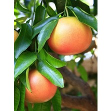 Kan Greyfurt Fidanı( Citrus paradisi)80-100 cm