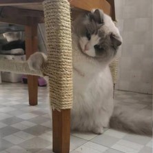 Shanhua Shop 20 Metre Tarzı 5 mm Sisal Halat Kedi Ağacı Dıy Tırmalama Direği Oyuncak Kedi Tırmanma Çerçevesi Değiştirme Halat Masa Bacakları Kedi Bileme Pençesi Için Bağlama Halatı (Yurt Dışından)