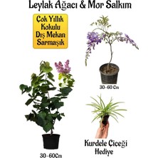 Bitkim Sende Yoğun Kokulu Leylak Ağacı Fidanı+Mor Salkım Ağacı Fidanı Kurdele Çiçeği Peyzaj Seti