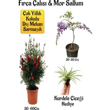 Bitkim Sende Fırça Çalısı Fidanı+Mor Salkım Ağacı Fidanı Kurdele Çiçeği Peyzaj Seti